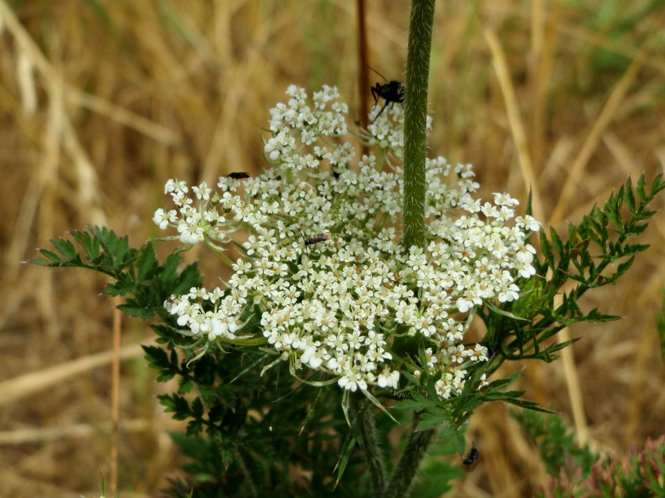 20140704Daucus_carota