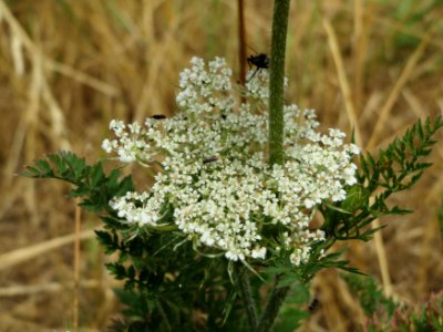 20140704Daucus_carota