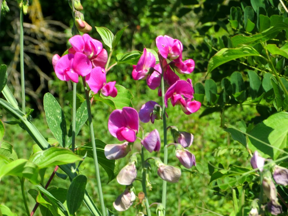 20140701Lathyrus_latifolius3