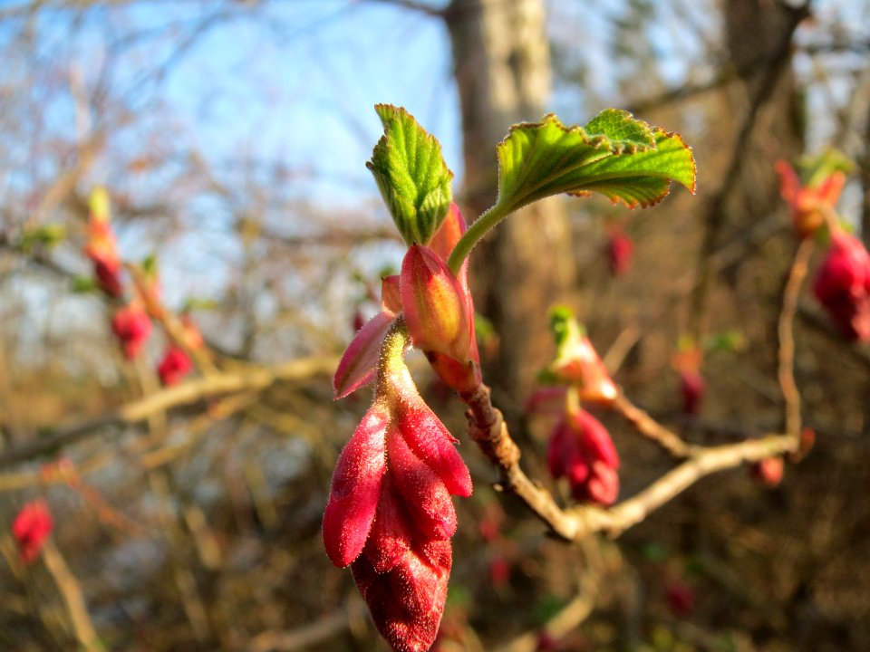 20140307Ribes_sanguineum7
