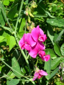 20140701Lathyrus_latifolius2
