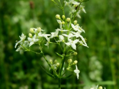 20140512Galium_mollugo3