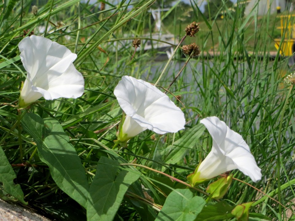 20140715Calystegia_sepium1