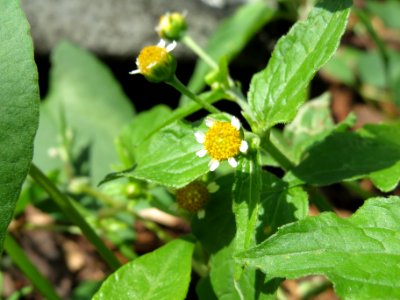 20140701Galinsoga_parviflora1