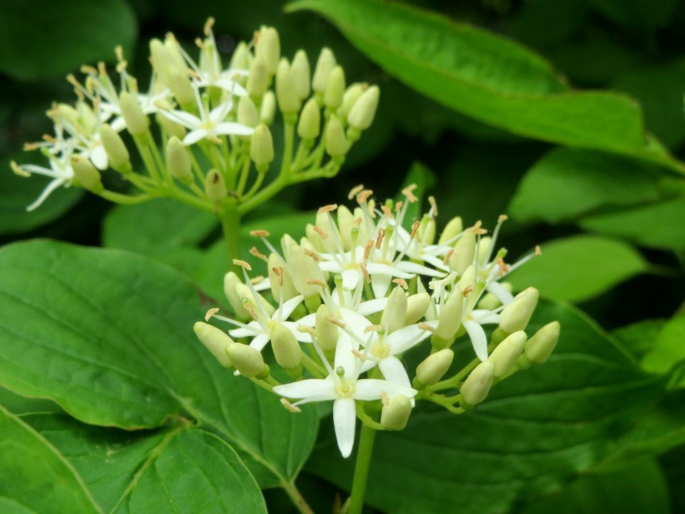 20140512Cornus_sanguinea1