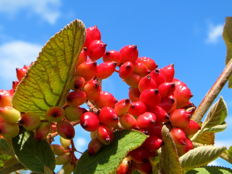 20140630Viburnum_lantana2