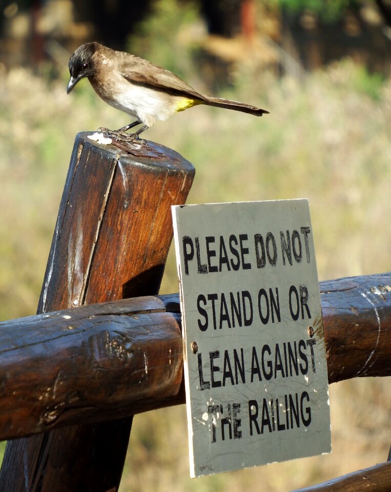 Comic south africa bird