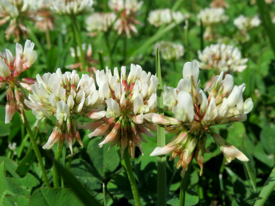 20140625Trifolium_repens4