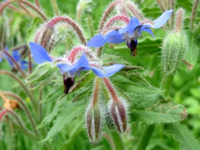20140711Borago_officinalis2