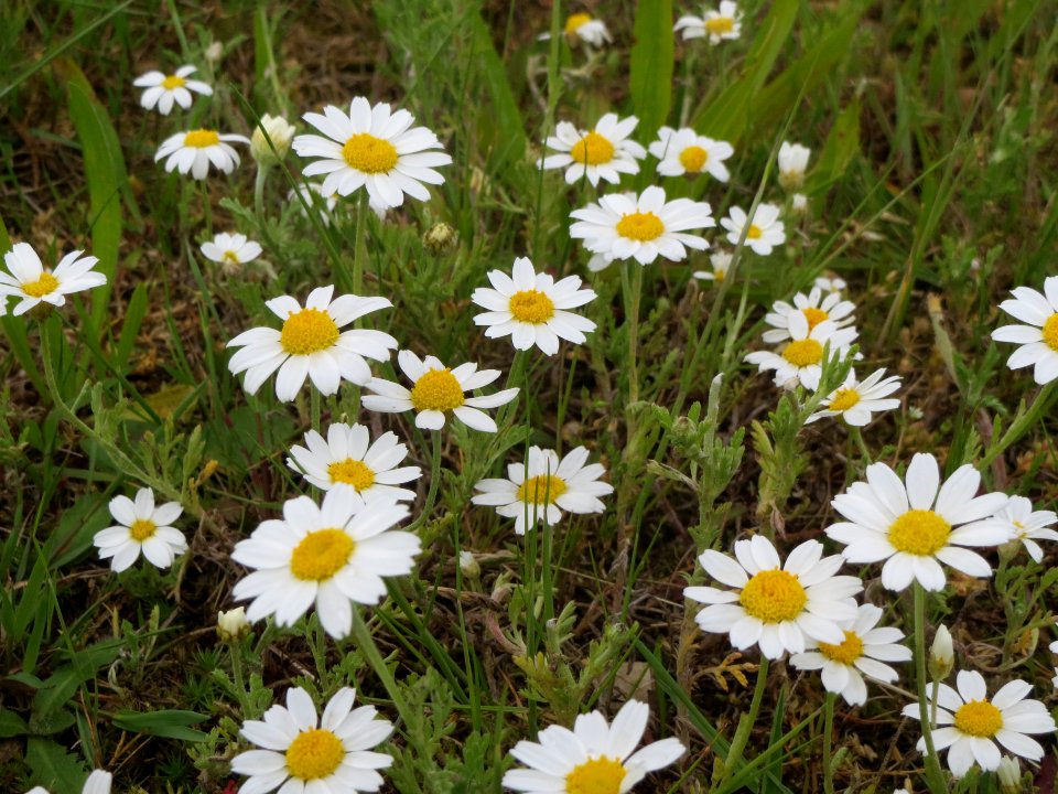 20140513Anthemis_arvensis