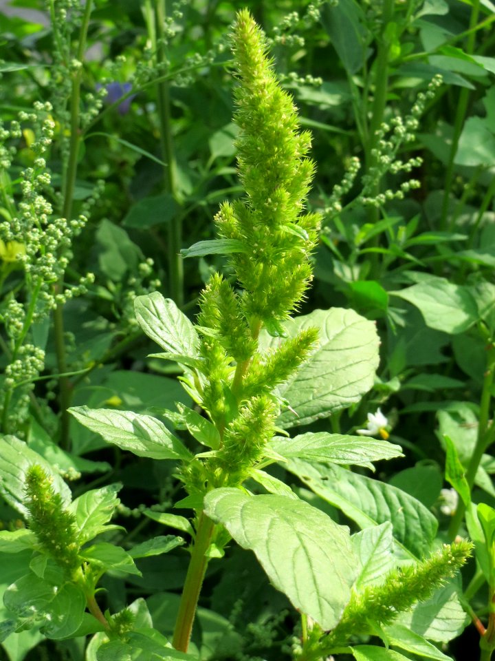 20140711Amaranthus_retroflexus1