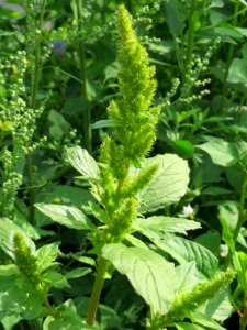 20140711Amaranthus_retroflexus1