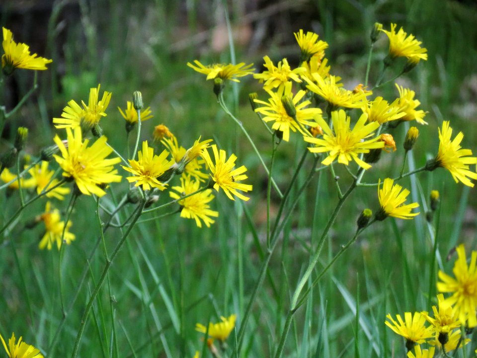 20140513Hieracium_murorum4