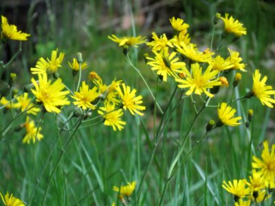 20140513Hieracium_murorum4