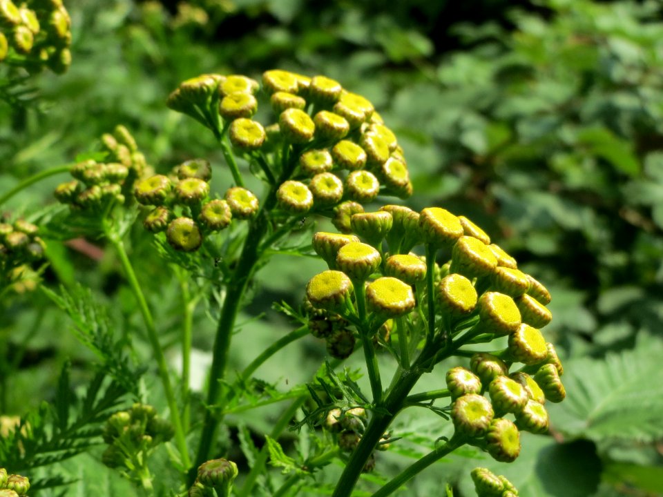 20140711Tanacetum_vulgare