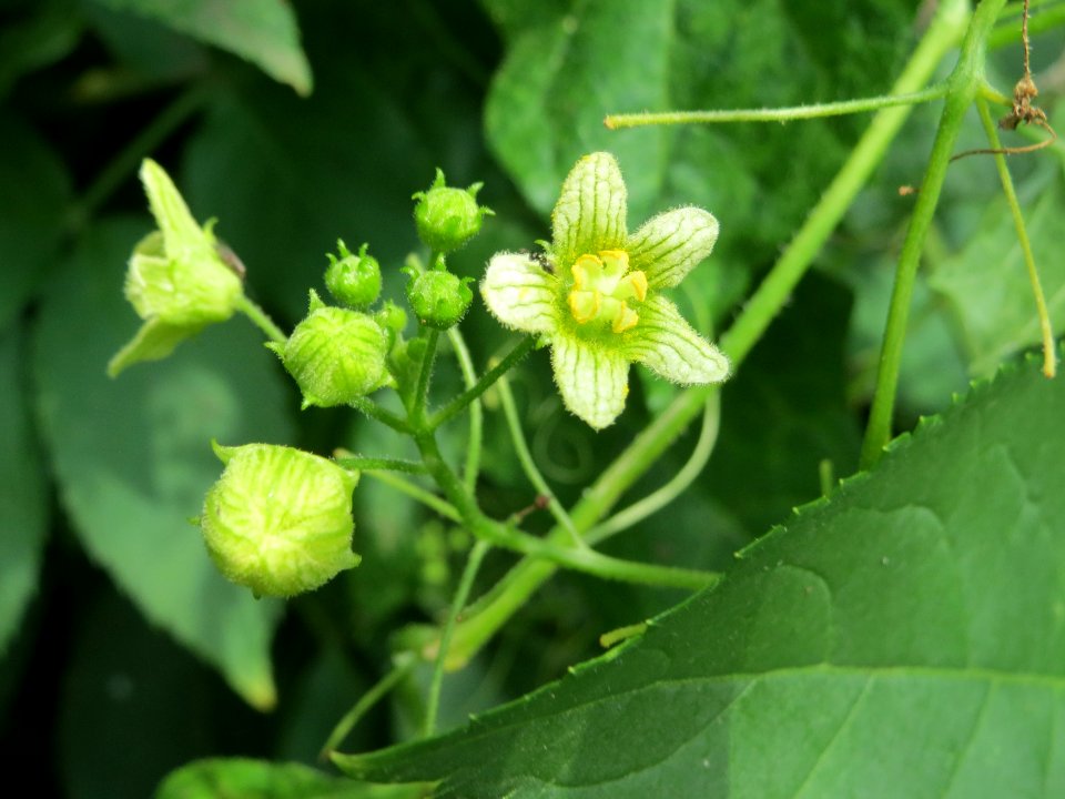 20140711Bryonia_dioica2