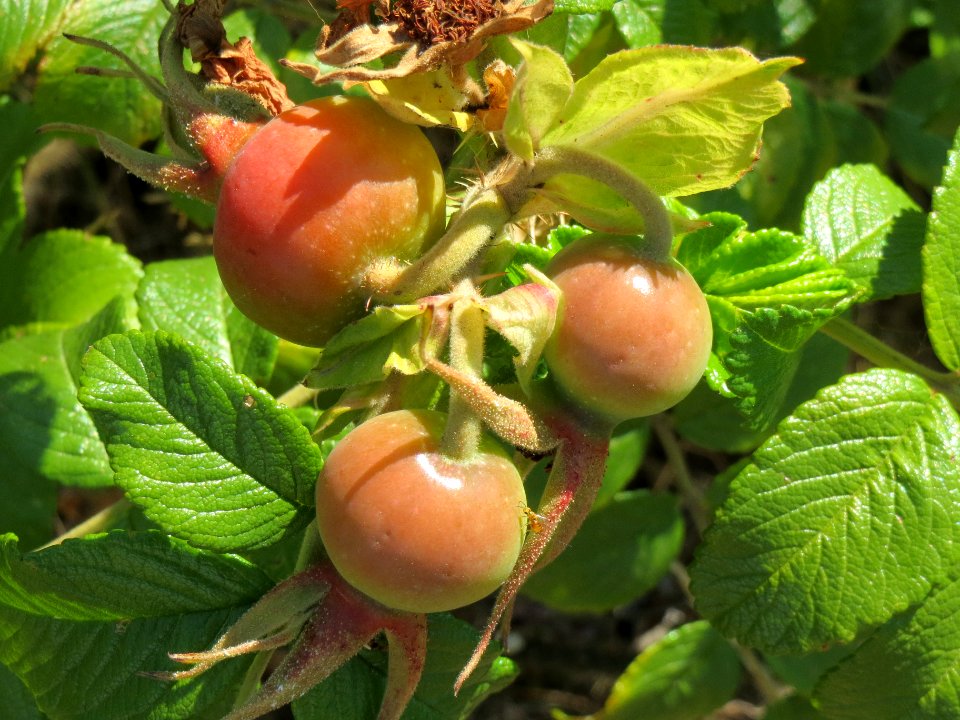 20140702Rosa_rugosa4