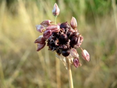 20140701Allium_vineale