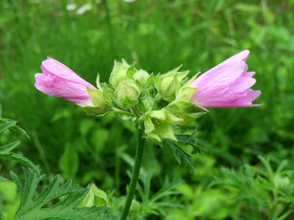 20140715Malva_alcea