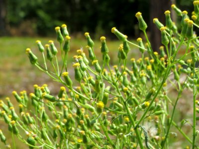 20140703Senecio_sylvaticus07