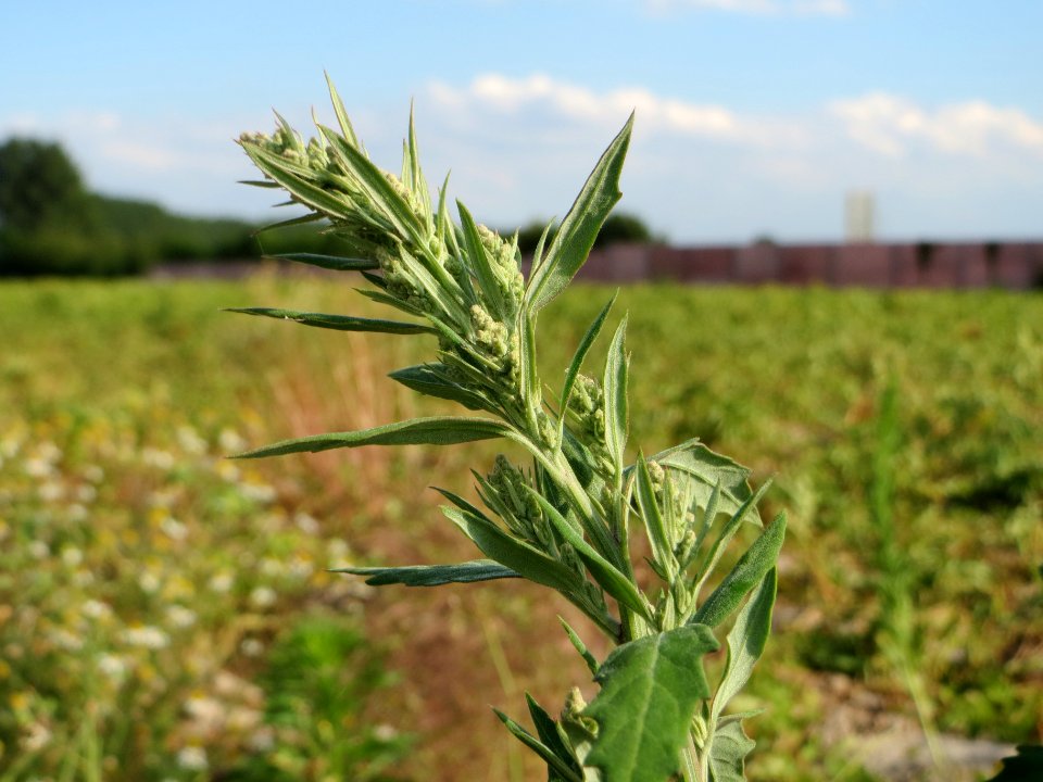 20140701Chenopodium_album1