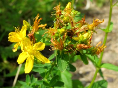 20140715Hypericum_maculatum