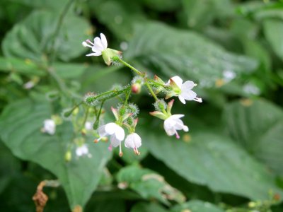 20140711Circaea_lutetiana1