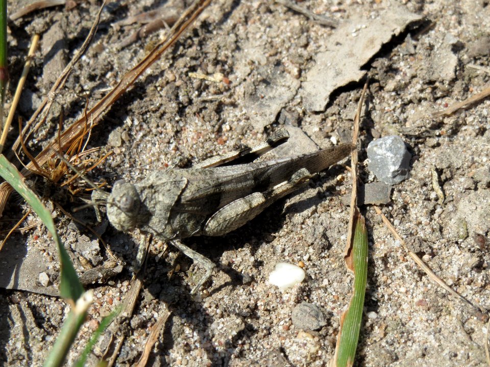 20140703Oedipoda_caerulescens1