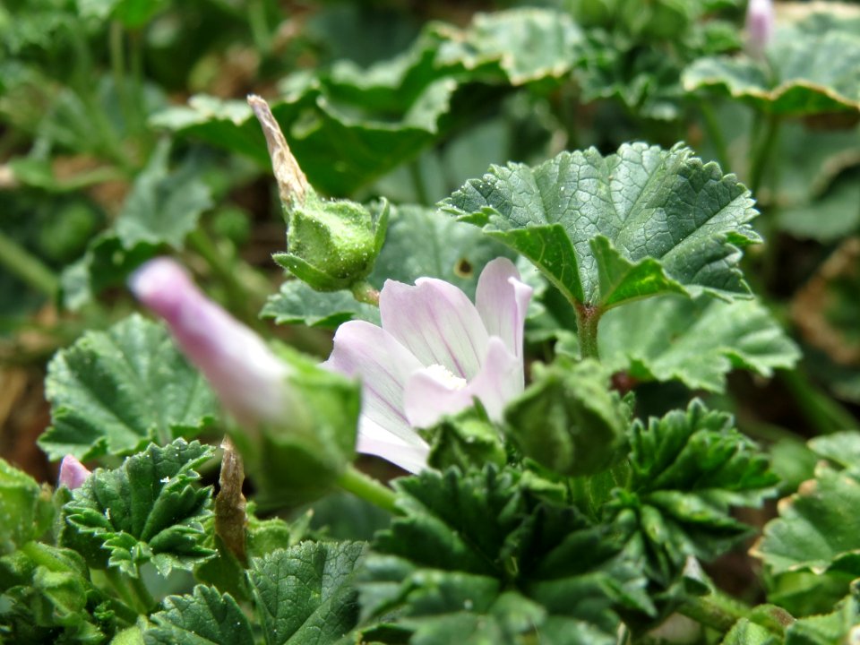 20140704Malva_neglecta