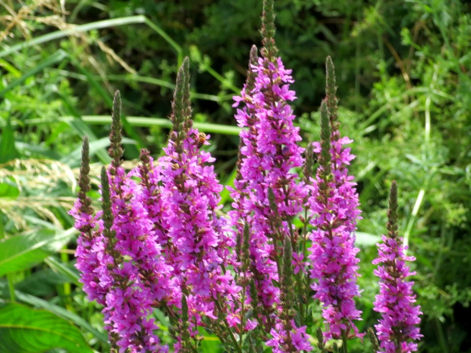 20140706Lythrum_salicaria