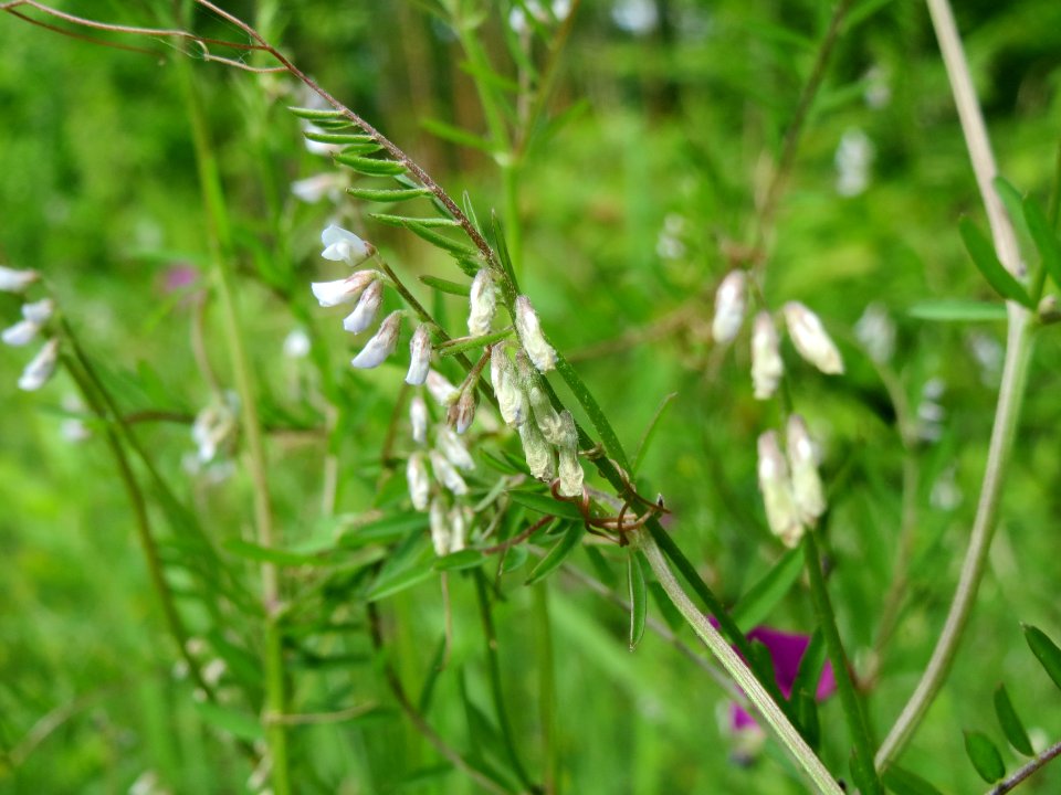 20140513Vicia_hirsuta6
