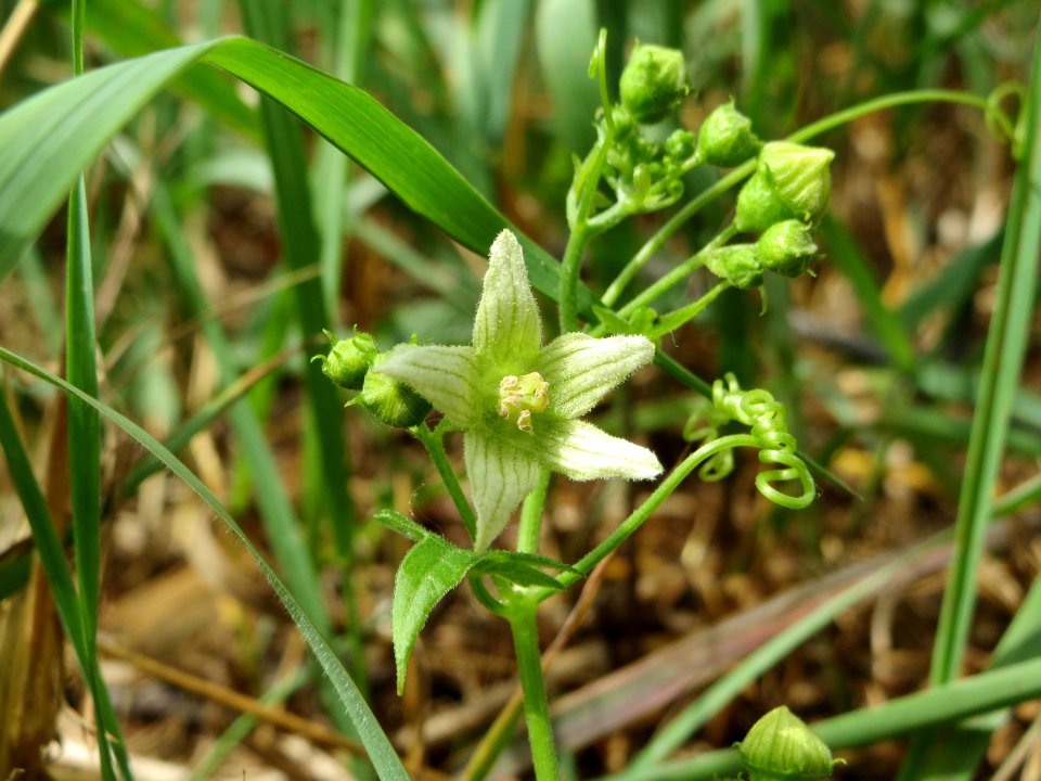 20140706Bryonia_dioica3