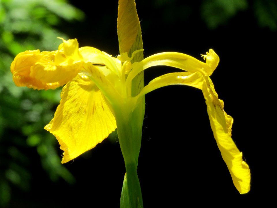 20140513Iris_pseudacorus1