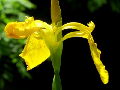 20140513Iris_pseudacorus1