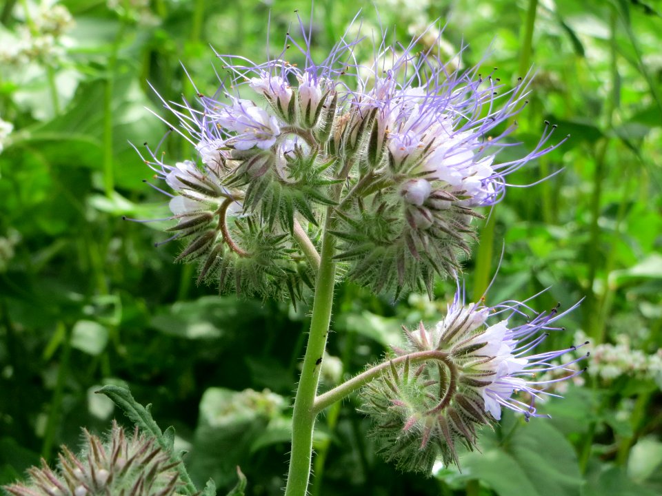 20140630Phacelia_tanacetifolia1