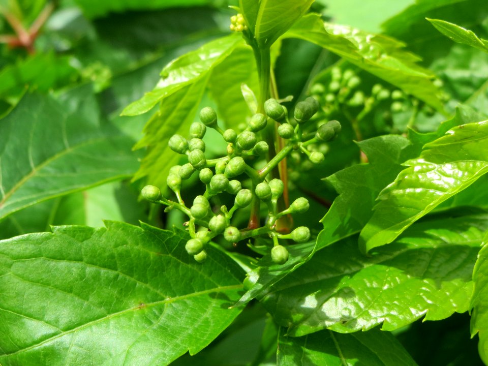 20140512Parthenocissus_quinquefolia4