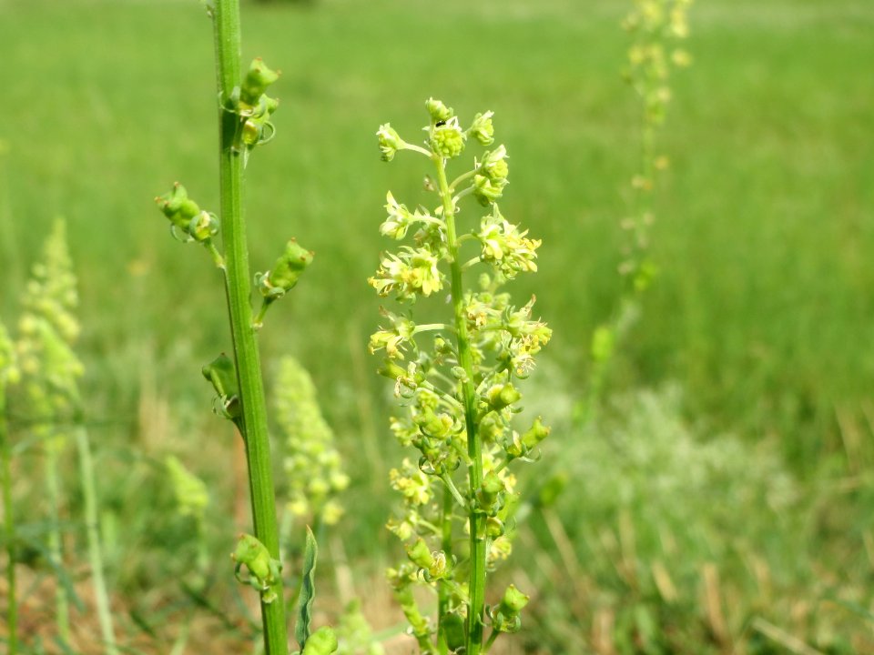 20140706Reseda_lutea2