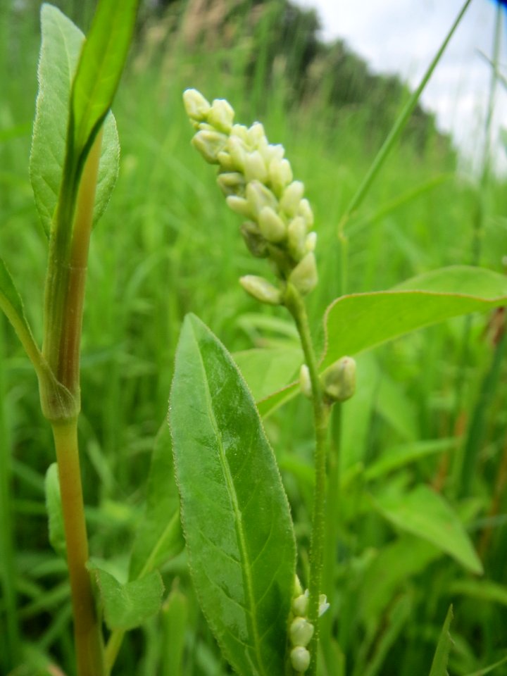 20140705Persicaria_lapathifolia5