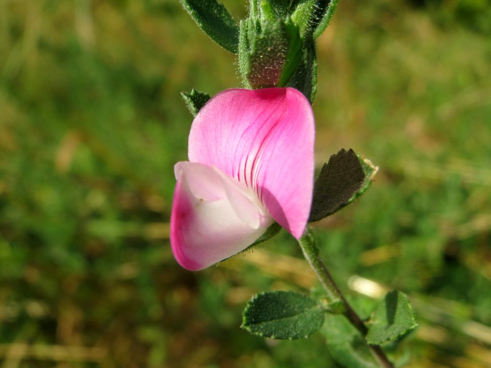 20140701Ononis_repens1
