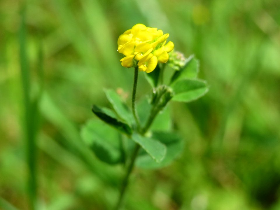 20140704Medicago_lupulina