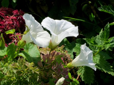 20140715Calystegia_sepium2