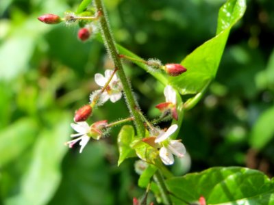 20140711Circaea_lutetiana3