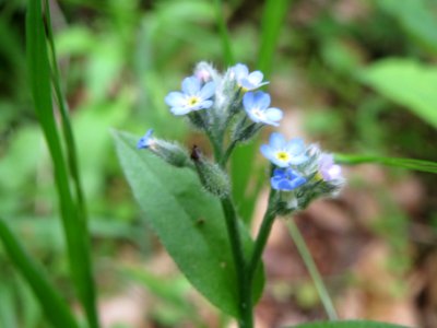 20140511Myosotis_arvensis