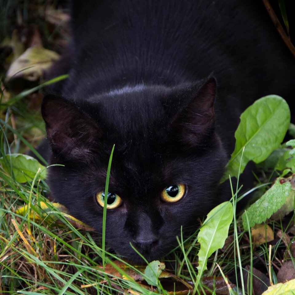 Black eyes cat eyes