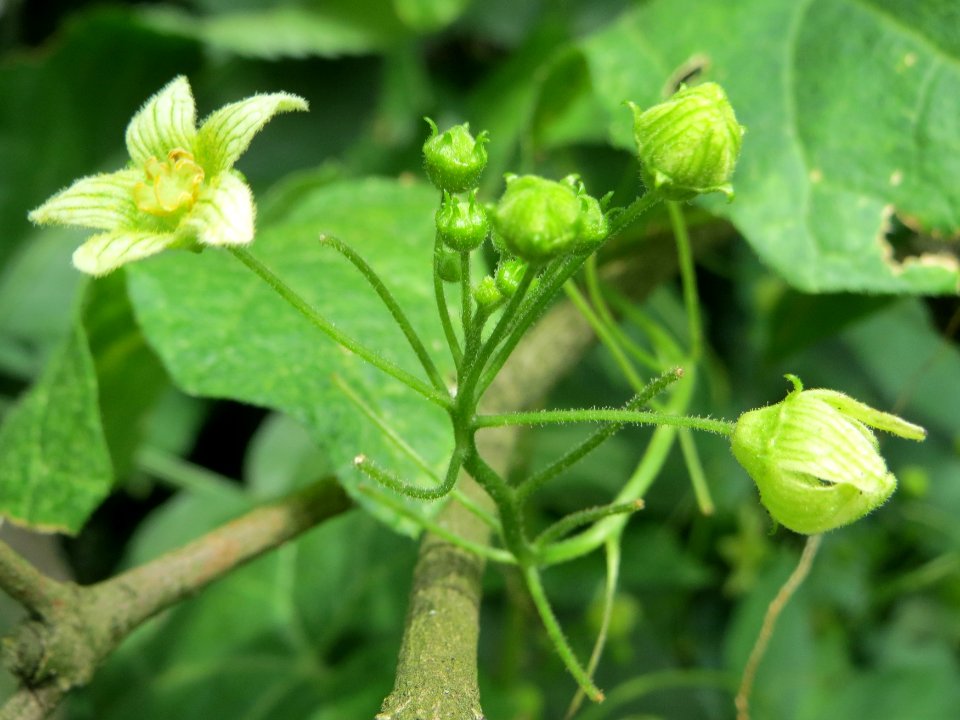 20140711Bryonia_dioica1