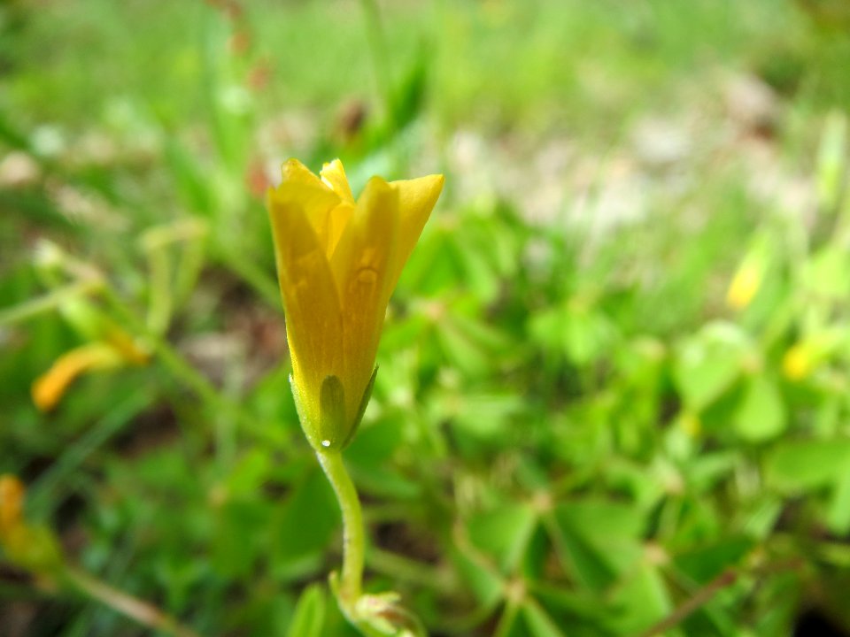 20140511Oxalis_stricta1