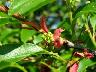 20140425Prunus_serotina3