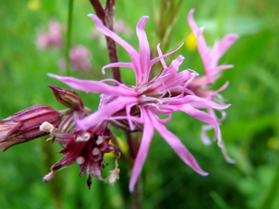 20140507Lychnis_flos-cuculi2