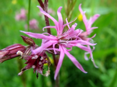 20140507Lychnis_flos-cuculi2