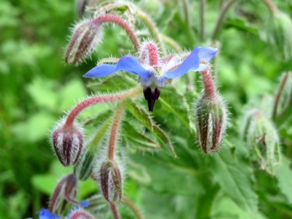 20140711Borago_officinalis1
